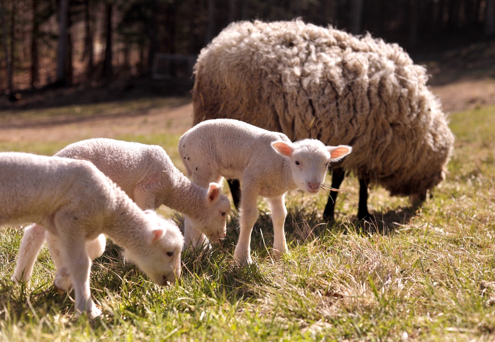 Sources differ on how uncommon sheep sextuplets are, with O'Connor putting the number around 1 in 1,000 and some agricultural websites placing it at one in a million or higher (AP)