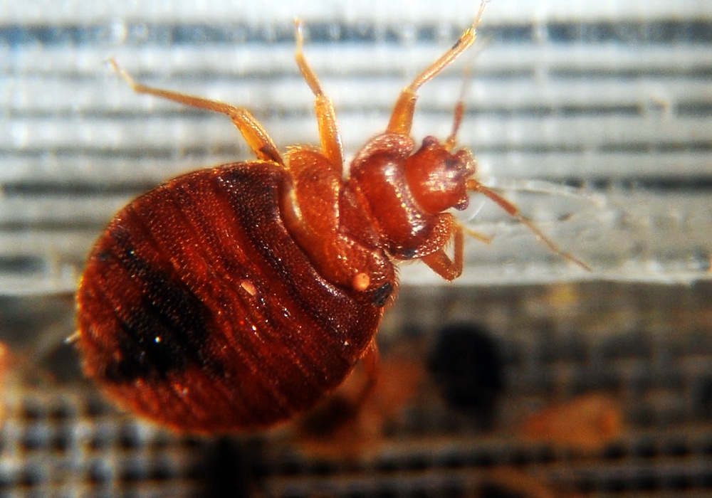 Bed bugs hide in the crevices of beds and drink the blood of warm-blooded animals, including humans (stock) (AFP/Getty)