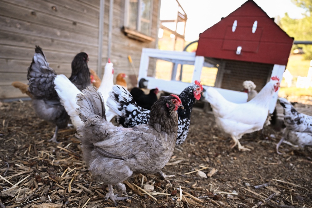 Kennedy publicly disavowed the idea of vaccinating chickens and last March proposed letting the disease “run through the flock” to identify birds with natural immunity, even as the USDA gave conditional approval for a vaccine. (AFP/Getty)