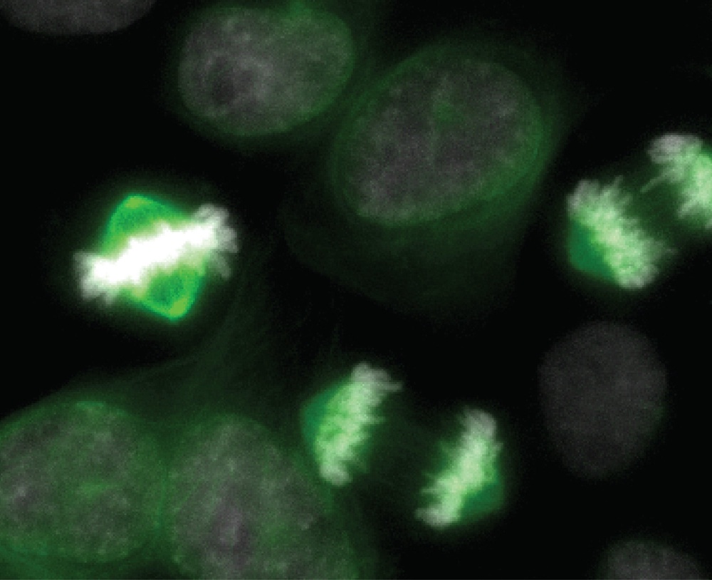 While it is understood that cells activate or deactivate signals to divide, scientists are particularly intrigued by why certain signals must