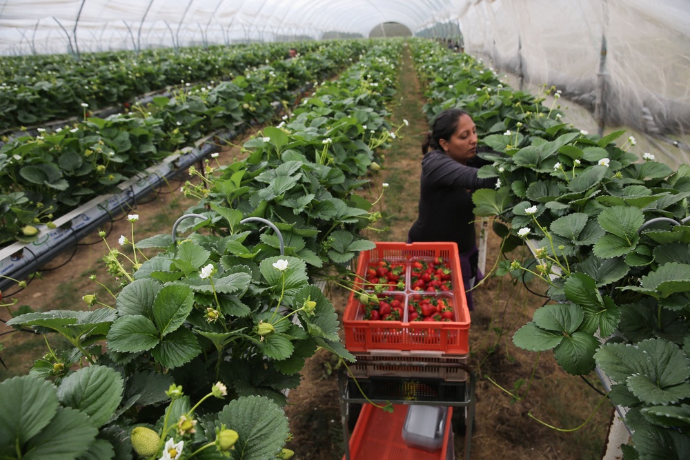 Produce grown in greenhouses will be impacted by rising energy costs (AFP/Getty)