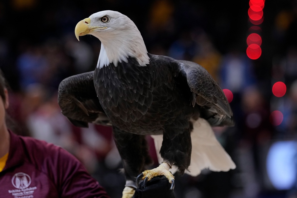 There are some 316,700 bald eagles living in the continental U.S. right now – a number that has risen markedly over the last two decades (Getty)
