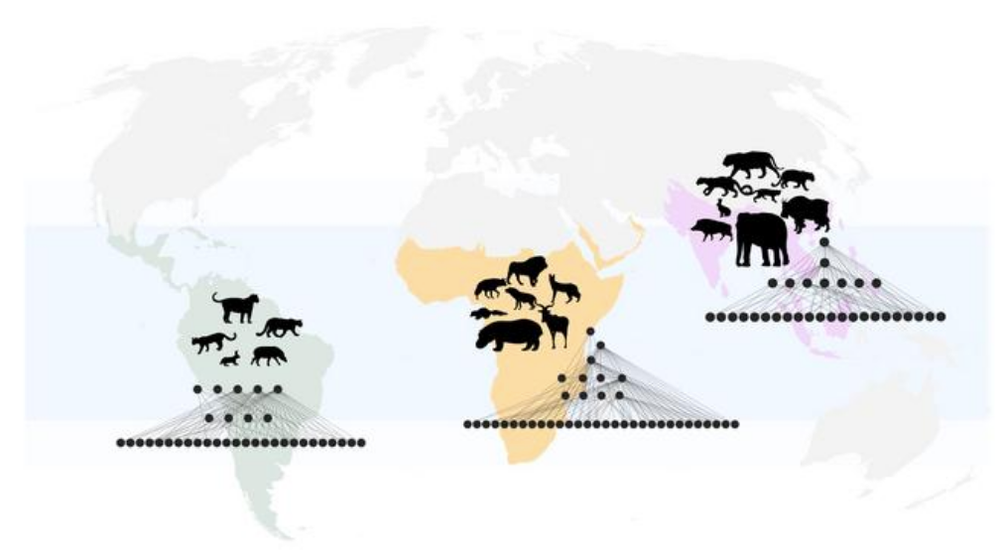 Tens of thousands of years ago, many of the world’s biggest mammals disappeared. New research reveals where the ripple effects are still being felt in terms of who eats whom today (Chia Hsieh, Michigan State University)