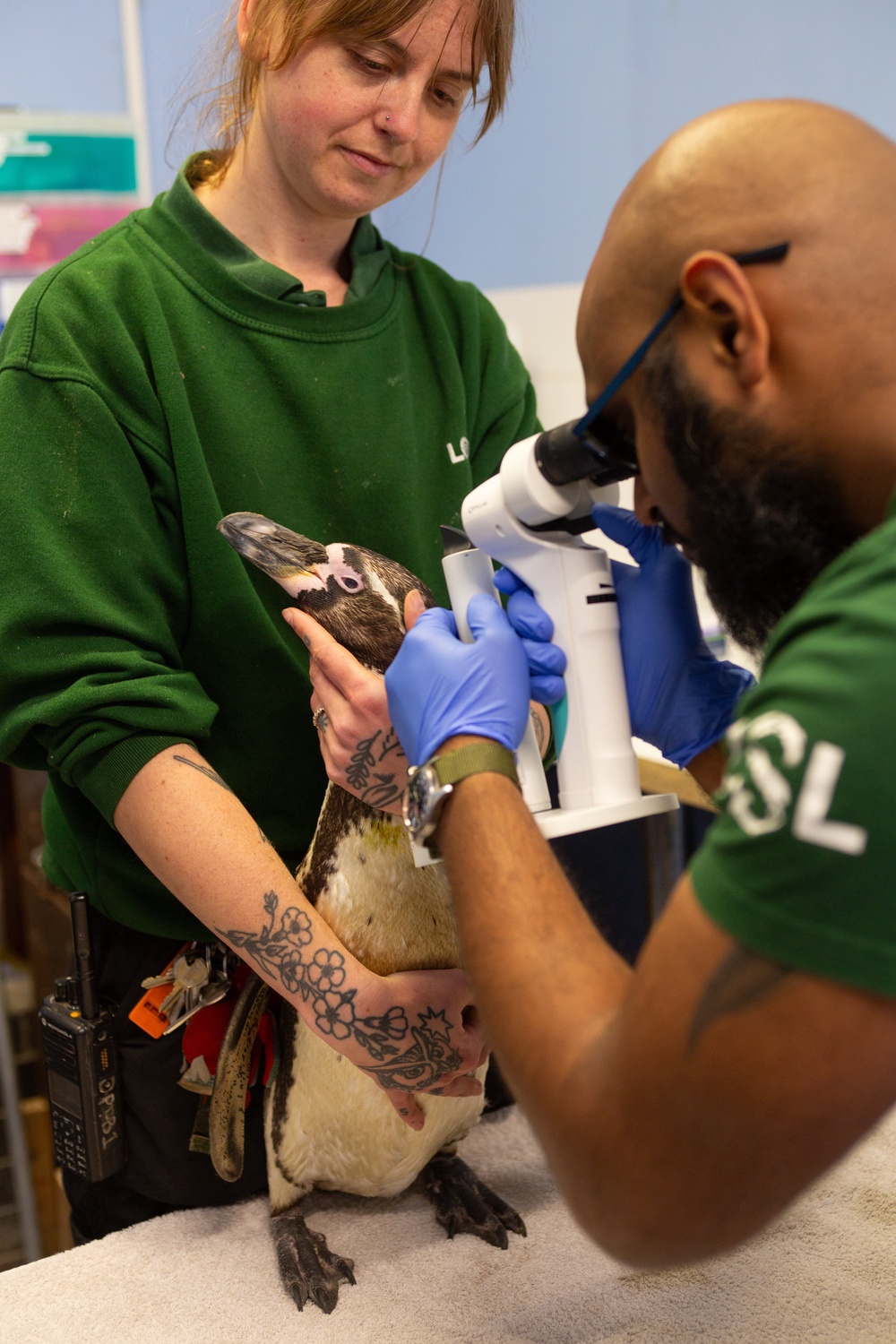 People will be able to watch vets in action, carrying out tasks such as health checks on penguins (Johnny Green/ZSL/PA)