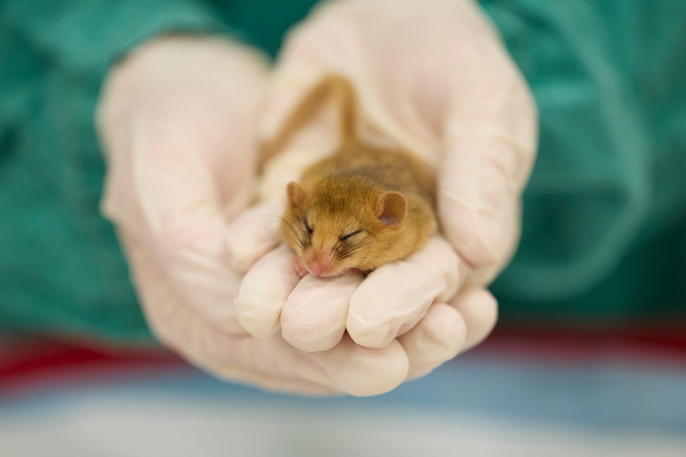 Image from: Public able to view vets in action at ZSL’s planned wildlife health centre