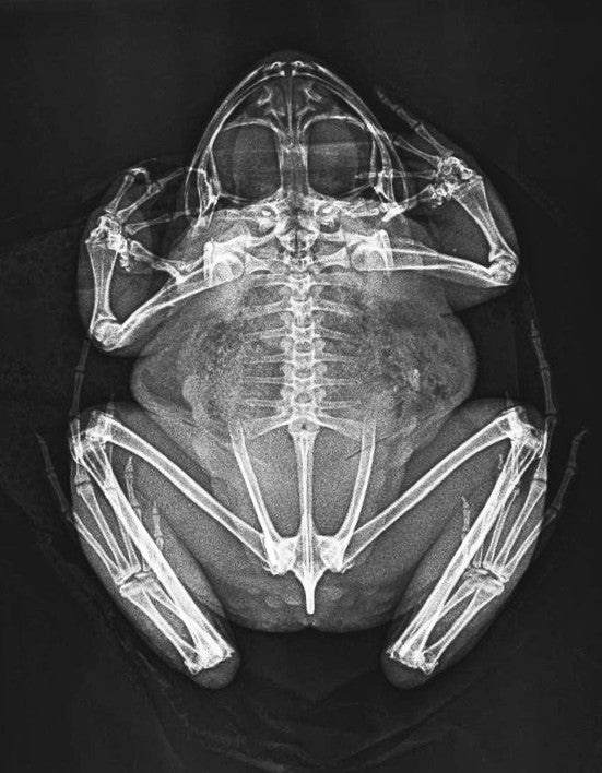 People will be able to see conservation work such as X-rays of mountain chicken frogs taking place (ZSL/PA)
