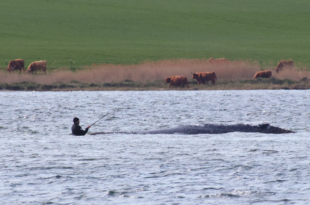 A man stands close to the humpback whale in Wismarer Bucht bay, northern Germany (AFP/Getty)