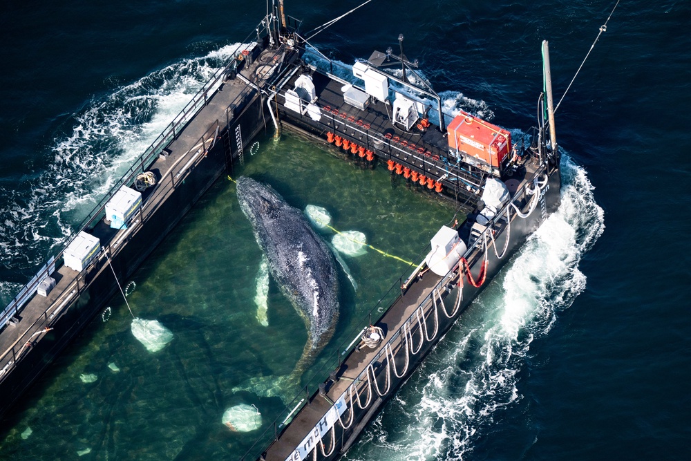 In the latest attempt to save it, rescuers spent hours Tuesday pulling Timmy the humpback whale to a flooded barge using straps and a channel previously dredged to create a passage to the vessel (DPA)