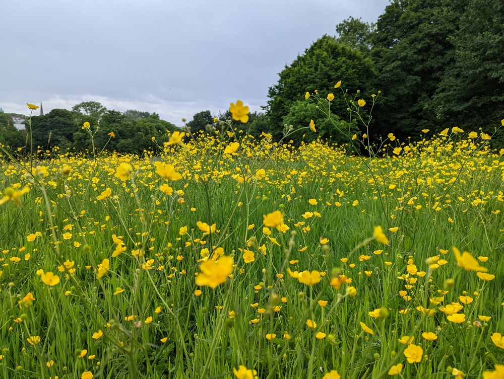 Wilder lawns in the warmer months can help to support bees, pollinators, butterflies, small mammals and other wild (Sarah Shuttleworth/Plantlife/PA)