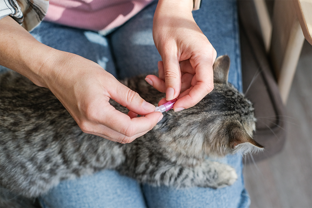 George Duncan Jones, biodiversity policy lead at Greenpeace UK, welcomed the calls, saying that banning the sale of the toxic chemicals as part of over-the-counter flea treatments was “long overdue”. (Getty/iStock)