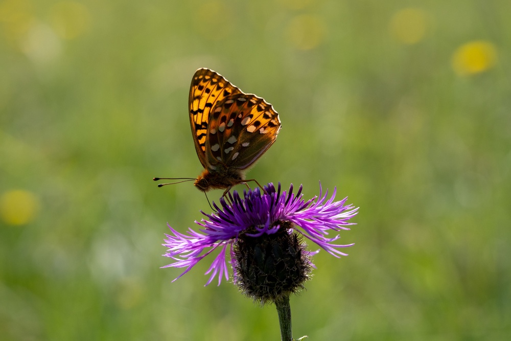 Wilder lawns in the warmer months can help to support bees, pollinators, butterflies, small mammals and other wildife. (PA)