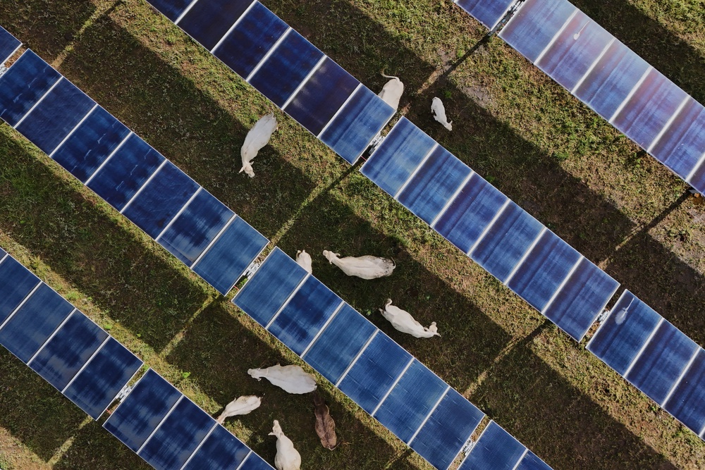 Cattle graze under solar panels Tuesday, April 28, 2026, at a farm in Christiana, Tenn. (AP Photo/Joshua A. Bickel) (Copyright 2026 The Associated Press. All rights reserved)