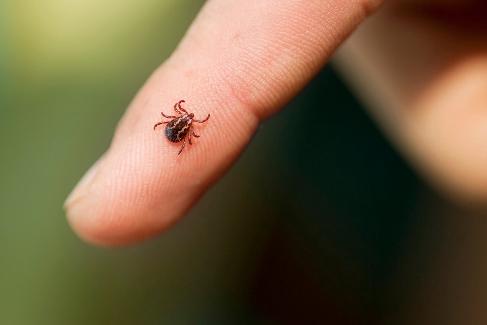 Cases are on the rise as more people report symptoms such as hives, diarrhea and itchiness after eating as little as a mouthful of meat and — in some cases — dairy (Getty/iStock)