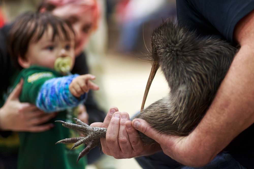 A child looks at a kiwi during an event at Parliament (AP)