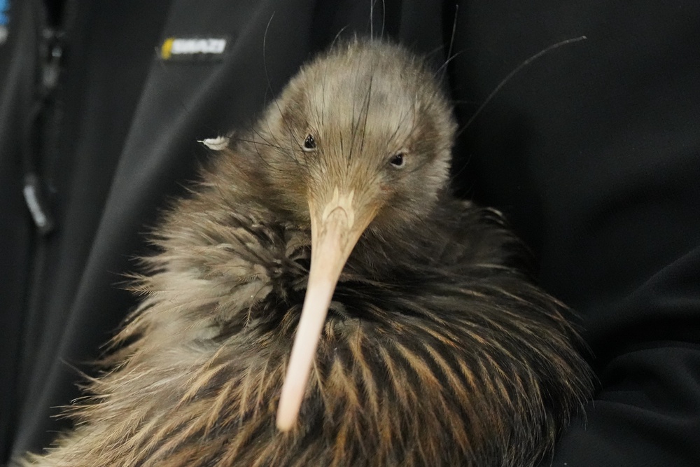 Kiwi are beloved in New Zealand and their name is a stand-in for the people themselves (AP)