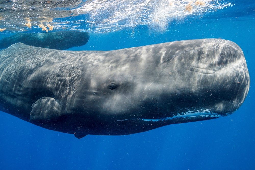 An adult male sperm whale grows to be about 50-60 feet (17-20 m) long. Females are smaller, about 33-40 feet (11-13 m) long. (Reuters)