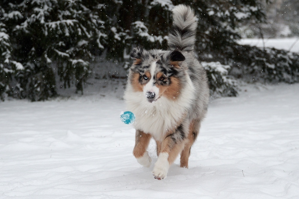 Garcia-Culp thought that she was buying an Australian Shepherd puppy (stock) (AFP/Getty)