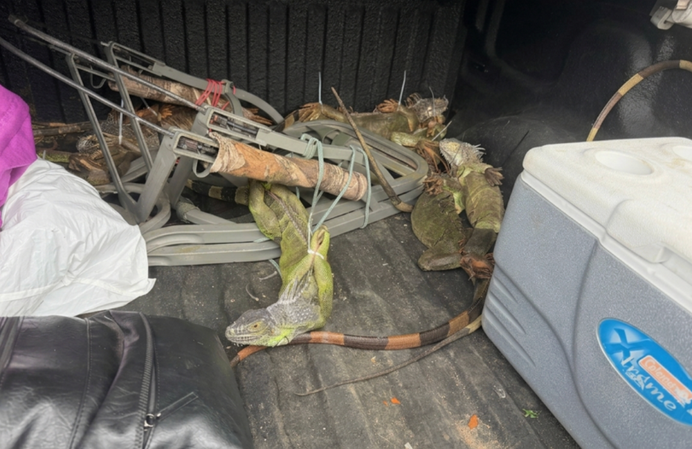 The 13 zip-tied iguanas were reportedly taken to a local shelter after the traffic stop (Florida Highway Patrol)