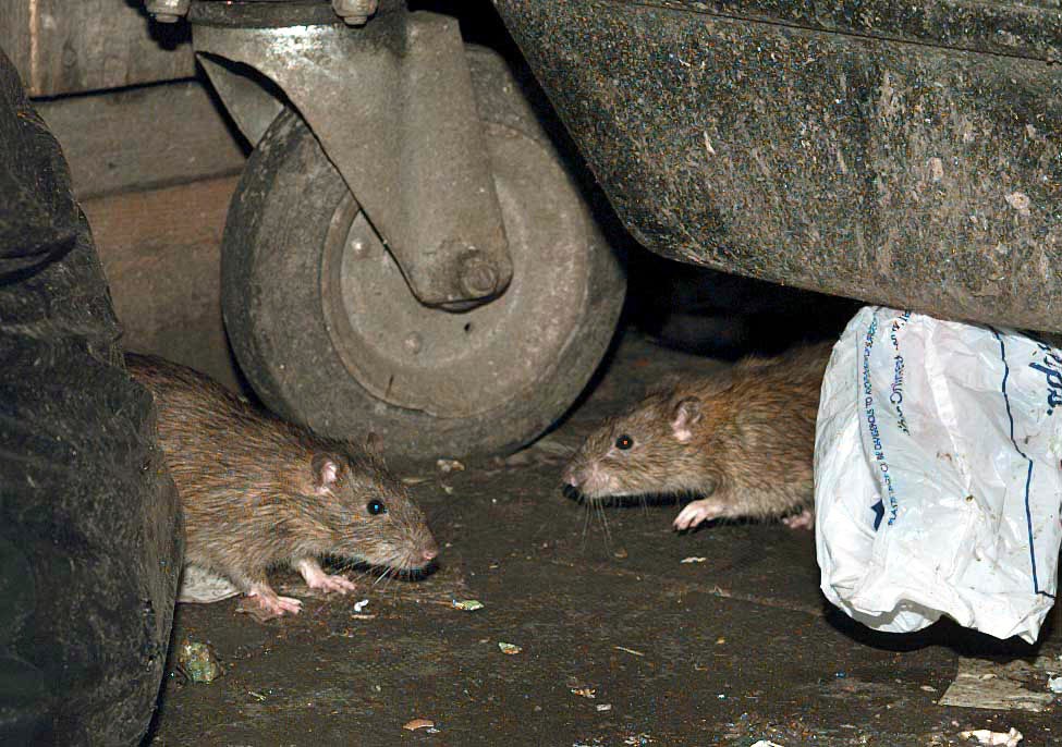 Hantavirus infections are typically linked to exposure to the faeces or urine of infected rodents (PA)