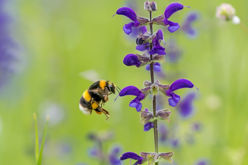 Buff-tailed bumblebee on salvia (Dave Goulson/PA)