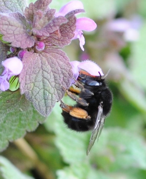 Hairy-footed flower bee ((Dave Goulson/PA))