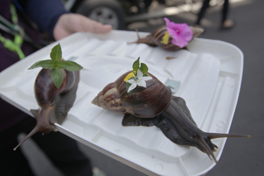 An owner decorates the snail racers with flowers during a snail race in Fenglin town, Hualien County, eastern of Taiwa (AP)