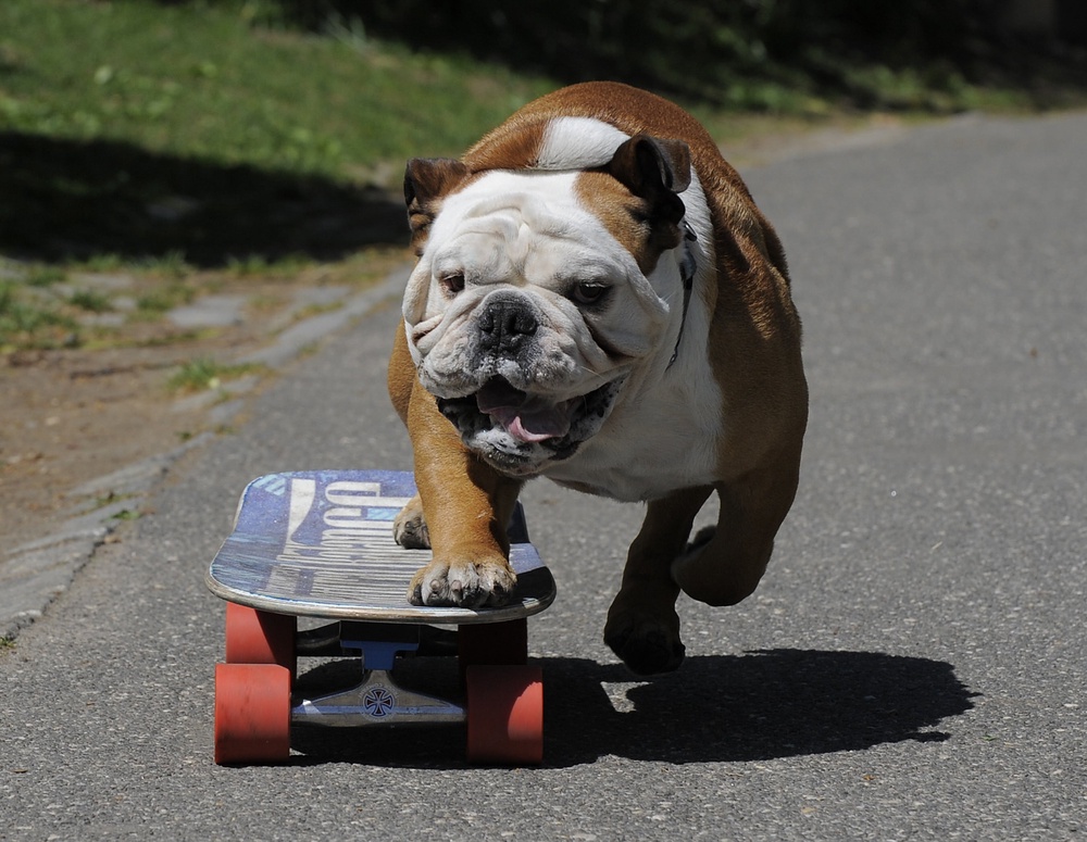 Tillman, the world’s fastest skateboarding canine, skateboards in New York City’s Central Park in April 2010. Experts say low-impact sports are a great way to ensure older dogs stay active (AFP/Getty)