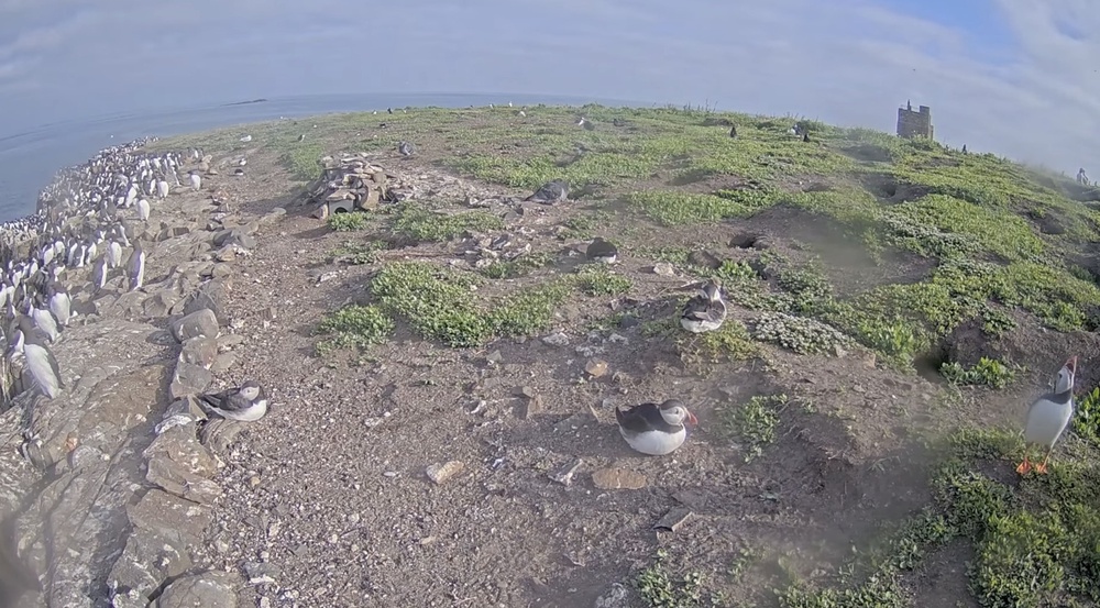 Puffins seen on the live camera feed on the Farne Islands, which has just been switched on for the breeding season (National Trust/PA)
