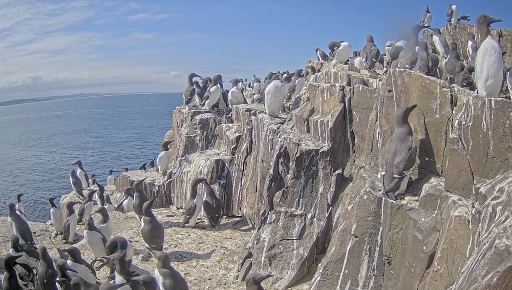 Viewers will also be able to view the activities of guillemots living on the islands (National Trust/PA)