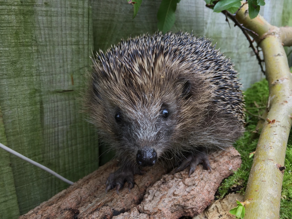 Selected hedgehogs have been located and fitted with a small, lightweight GPS tag (Ulster Wildlife/PA) (PA Media)