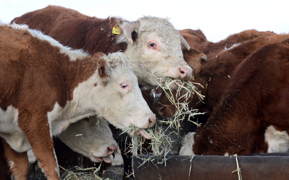 The American beef industry continues to struggle, despite unfailing demand, as ranchers battle high costs and drought (AFP/Getty)