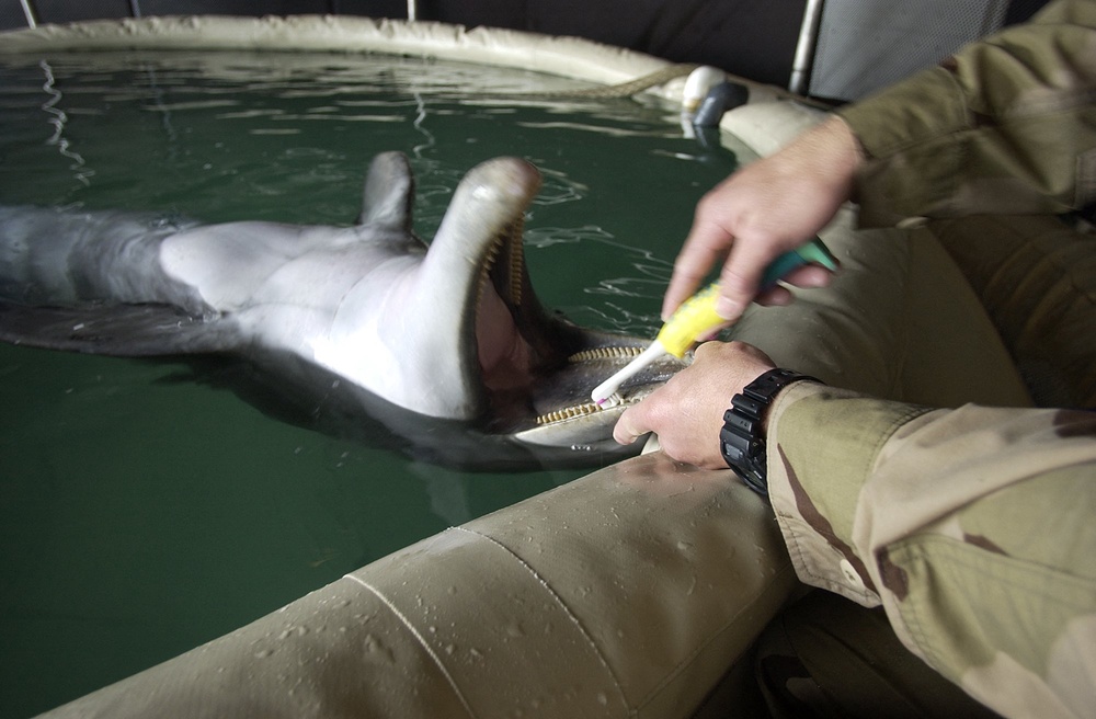 A Navy mammal handler brushes the teeth of a bottlenose dolphin in March 2003. Navy dolphins live twice as long as dolphins in the wild (AFP/Getty)