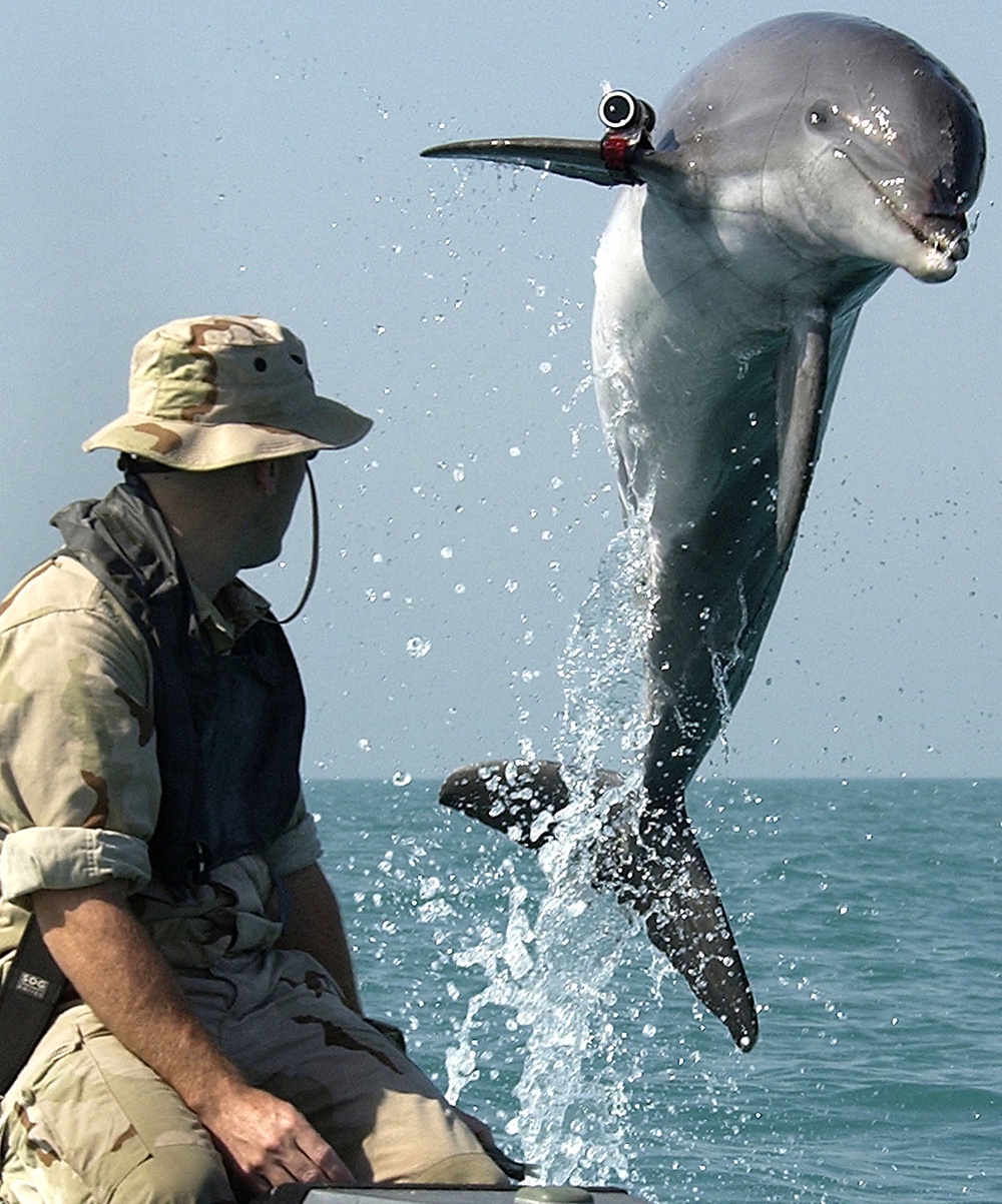 A U.S. Navy Sergeant watches as K-Dog, a bottlenose dolphin, leaps from the water of the Persian Gulf in March 2003. The dolphins were deployed in support of the war in Iraq (Getty)
