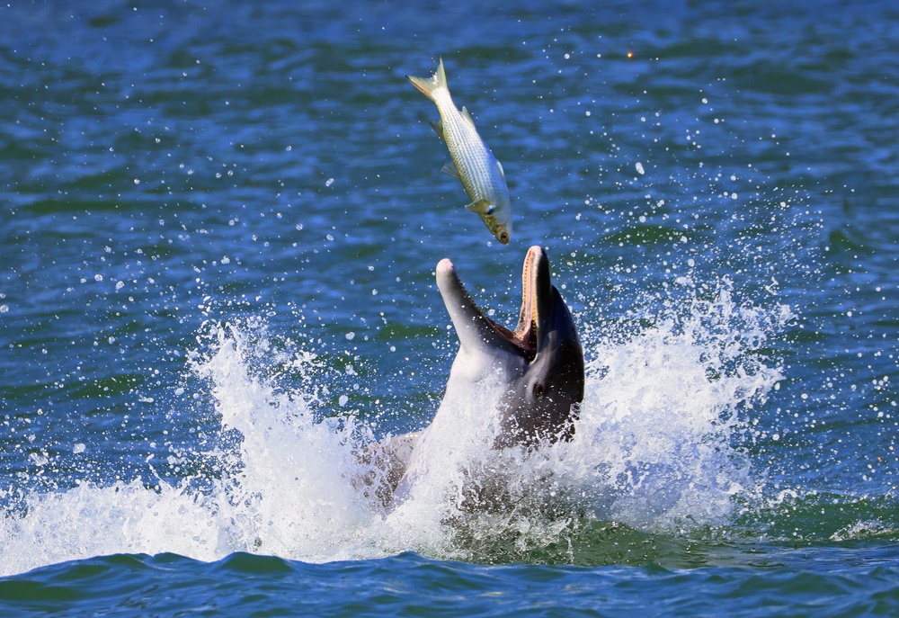 A bottlenose dolphin catches a fish off the coast of Florida last November. Bottlenose dolphins have bigger brains than humans (Getty)