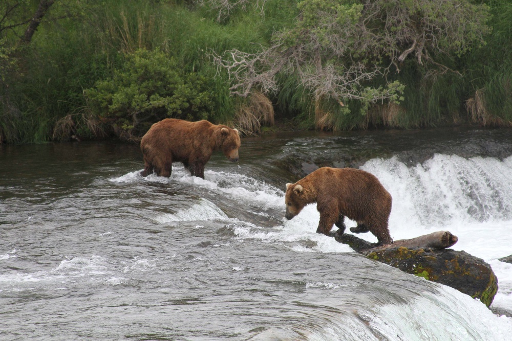Two brown bears look for salmon at Brooks Falls in Katmai National Park and Preserve, Alaska, July 4, 2013. (AP File Photo/Mark Thiessen, File) (Copyright 2019 The Associated Press. All rights reserved.)