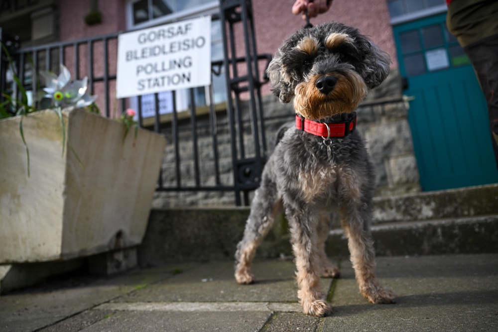 This miniature schnauzer’s strong stance implied an important message in Wales: get voting! (Getty)