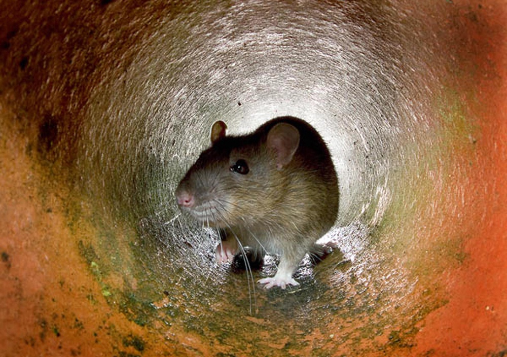 Image from: Hantavirus latest: 22 Britons on board cruise ship hit by outbreak could be flown back to UK on Sunday