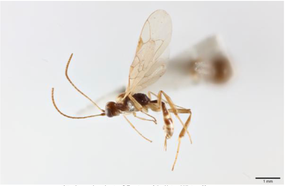 The Chilean wasp is named Attenboroughnculus tau (Trustees of the Natural History Museum)