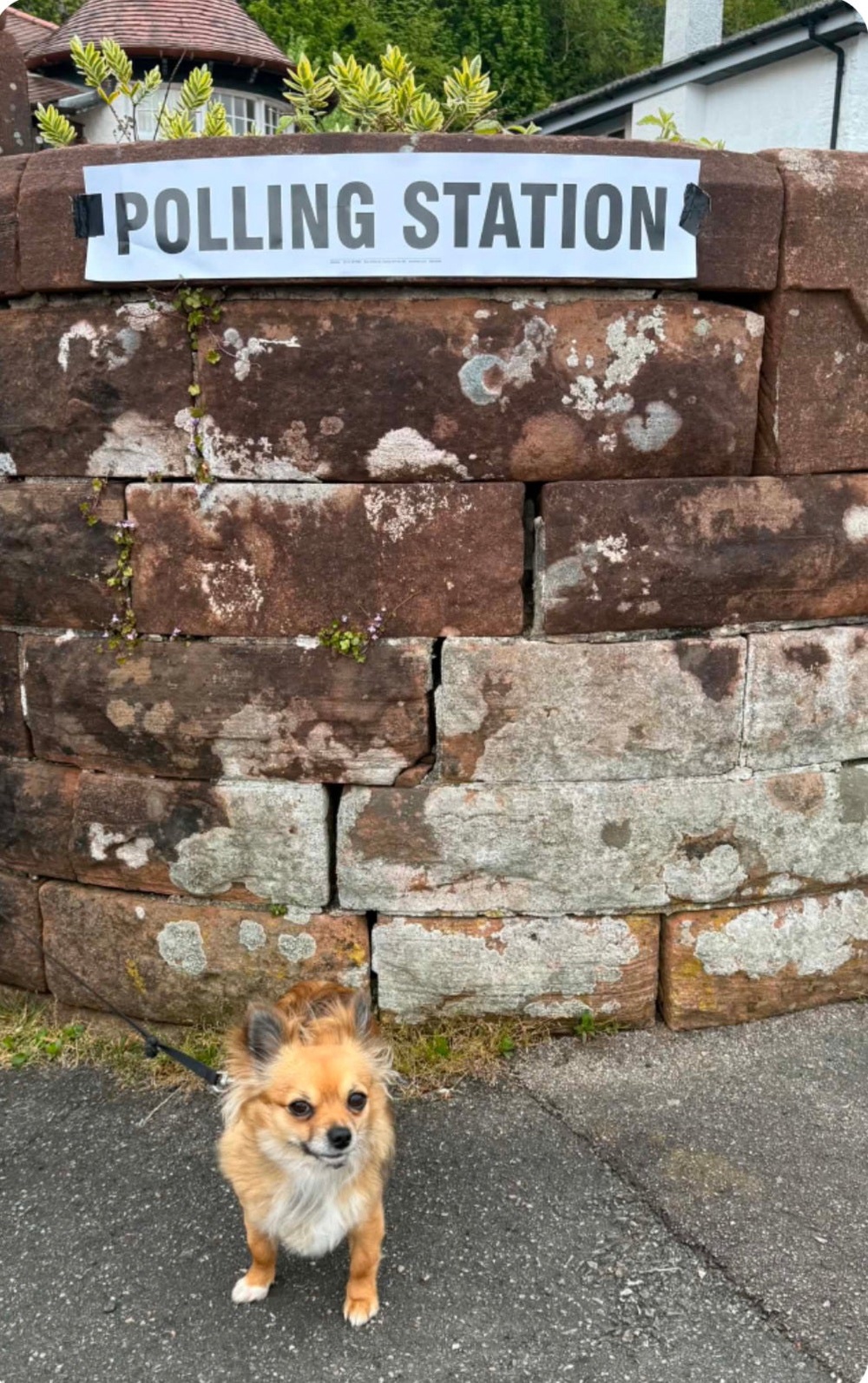 Bo the chihuahua has important election advice for would-be voters (X/@argyllandbute)