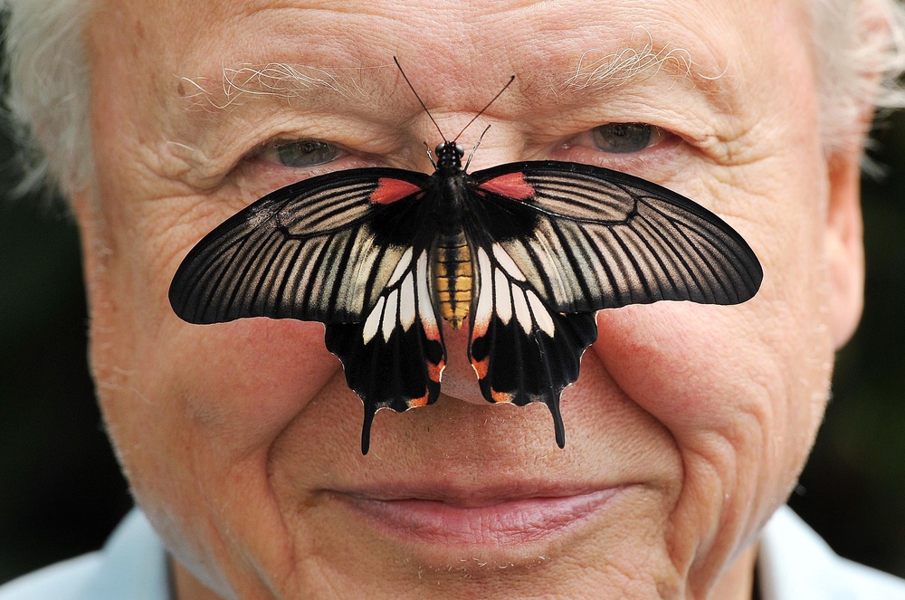 President Sir David Attenborough with a south east Asian Great Mormon Butterfly on his nose, as he launched the Big Butterfly count at the London Zoo in Regent's Park. (PA)