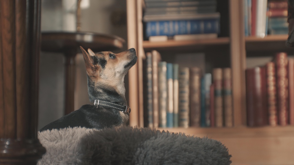 The Queen’s dog Moley keeping the King company in the library (BBC/PA)
