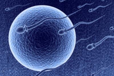 Illustration of sperm and egg (NIH)
