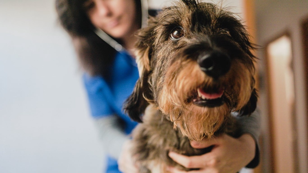 The FDA states that pets infected with salmonella may show lethargy, diarrhea or bloody diarrhea, fever, vomiting, decreased appetite and abdominal pain (Getty Images)