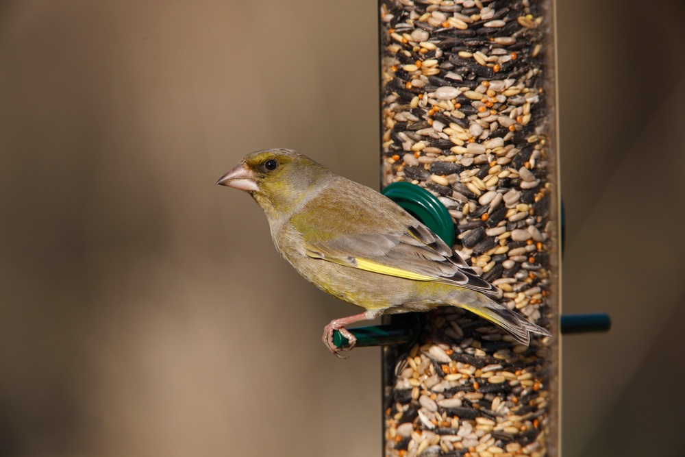 (Nigel Blake/rspb-images.com/PA)