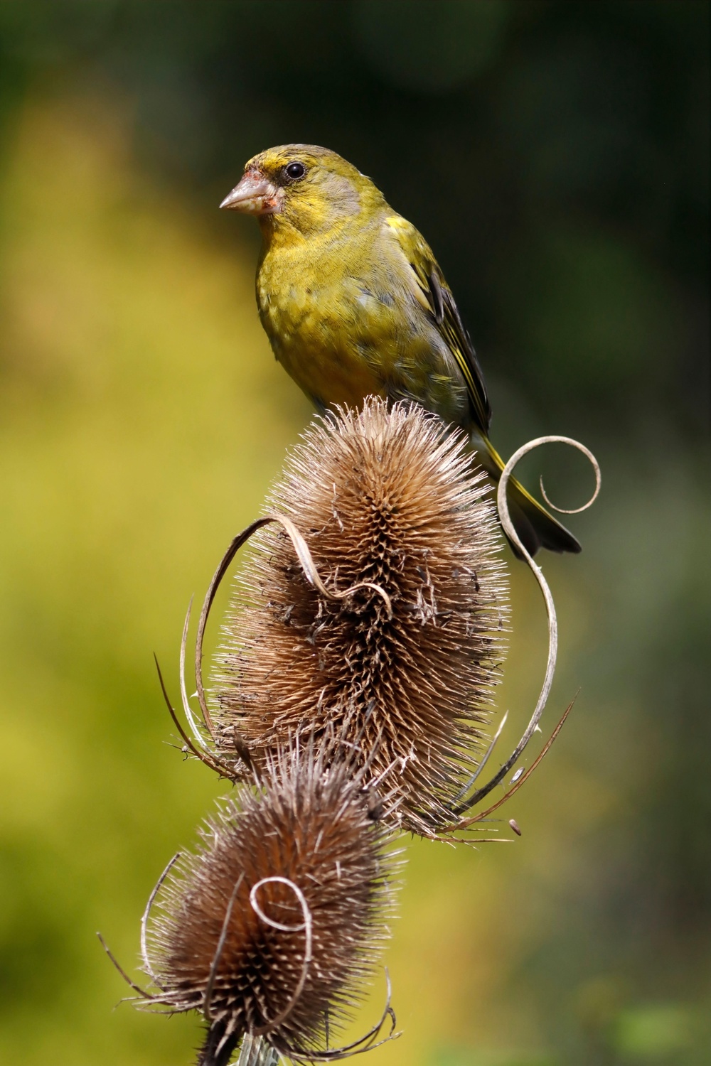 A Greenfinch perched on a teasel (Alamy/PA))