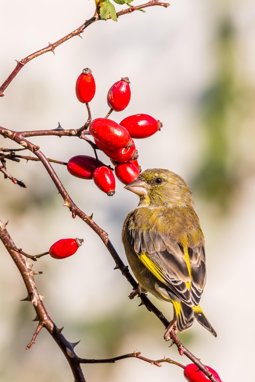 Making your garden rich in foods for all birds will help (PA/Alamy)