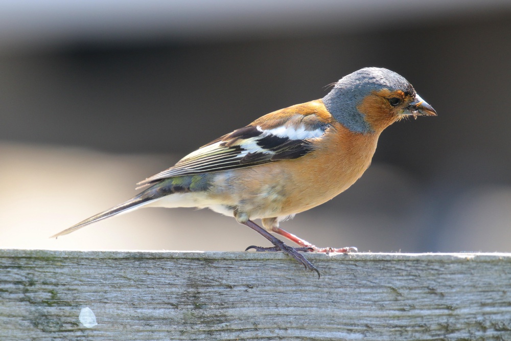 Insects and bugs are a key food source for birds (PA/Alamy)