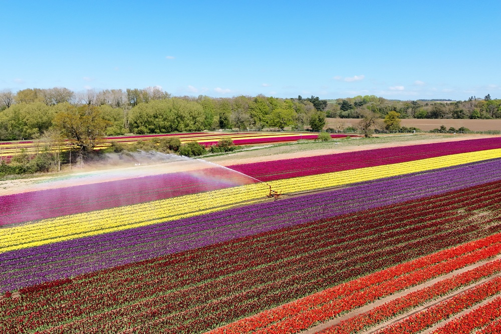 A field of tulips is irrigated near Sandringham, Norfolk (Joe Giddens/PA) (PA Wire)