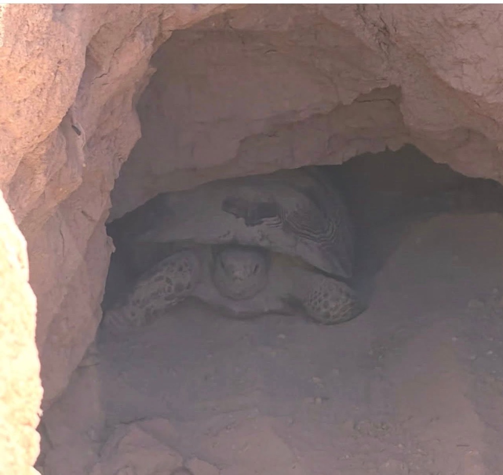 Local elementary school students participate in a contest to predict when Mojave Max will emerge for the spring (Clark County Nevada/Facebook)