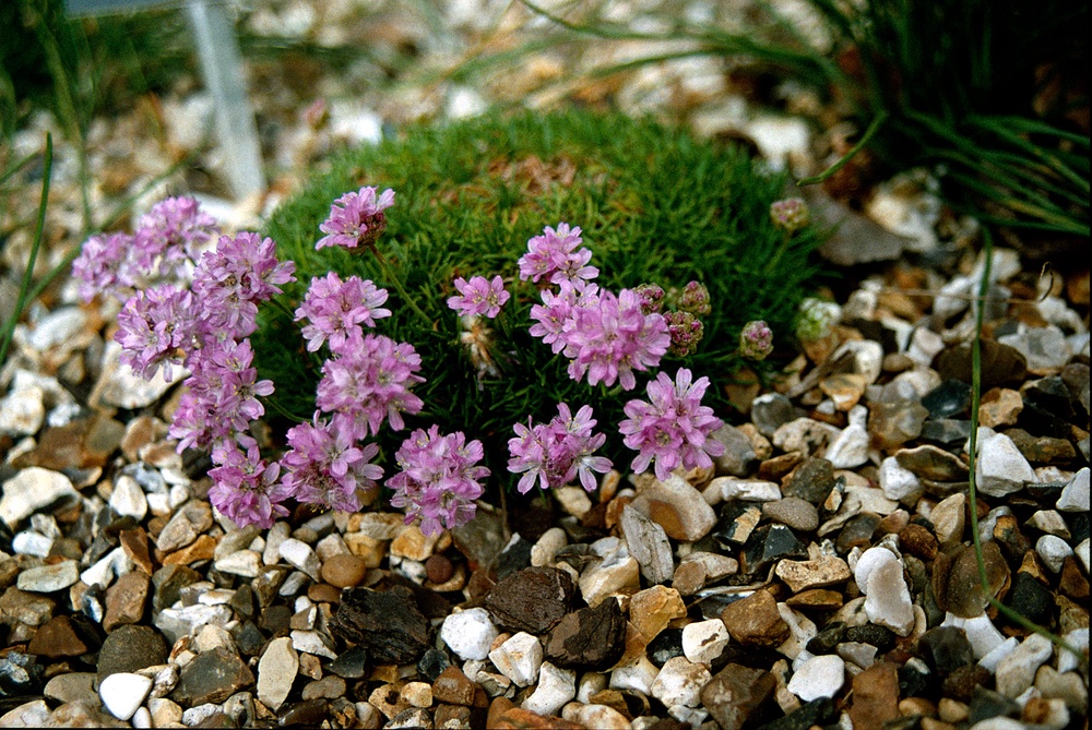 Armeria Bevan’s Variety (RHS/PA)